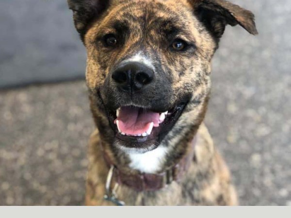 March 1st 1pm Group Obedience Classes