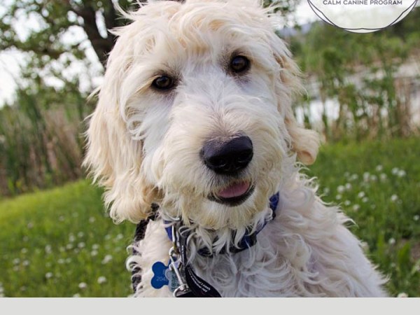 March 3rd 7:15 pm Group Puppy Classes