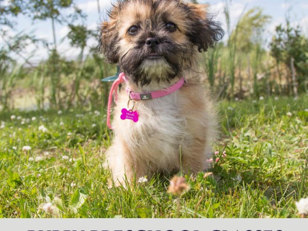 March 5th 7pm Puppy Preschool Classes